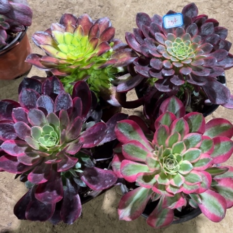 004多肉植物组合