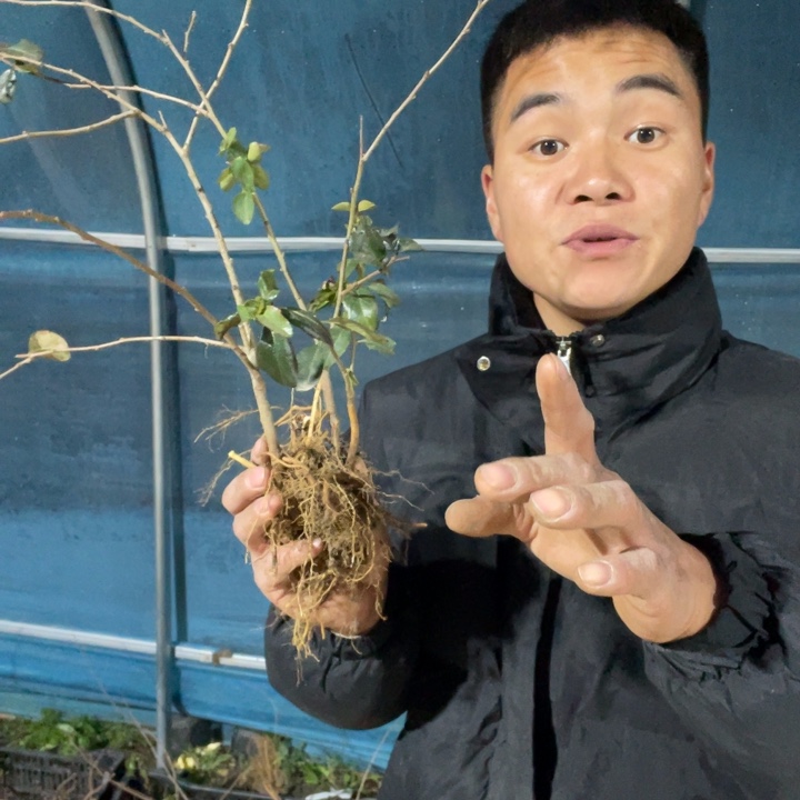 琴吹海棠花一颗苗