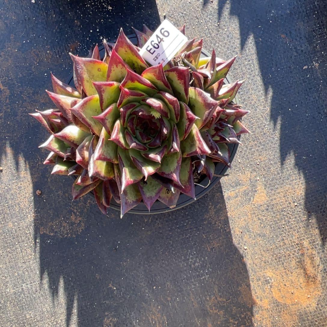 无花朵若茹东云单拍E646