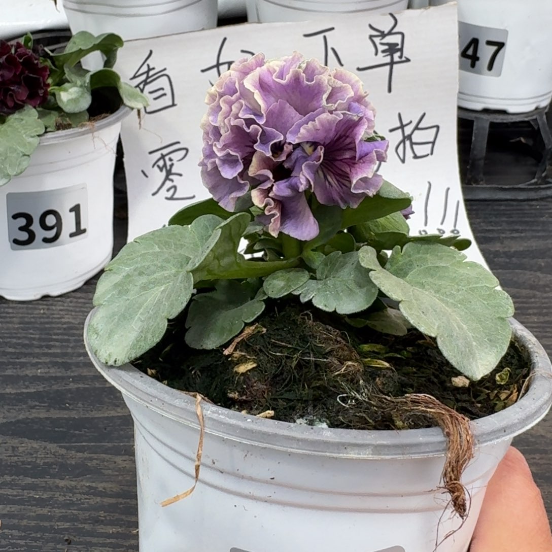 全部花朵685号洛可可