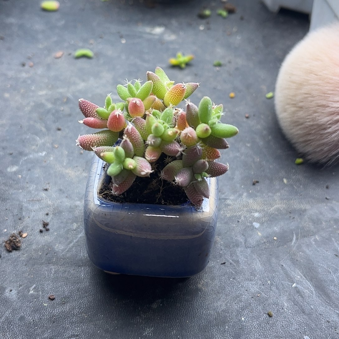 B***X实生玉米优选枝干