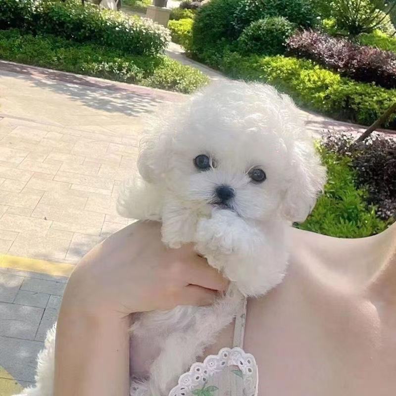 【阿梅】宠物狗比熊马尔泰迪熊幼犬小狗活体马尔济斯韩系比熊小体