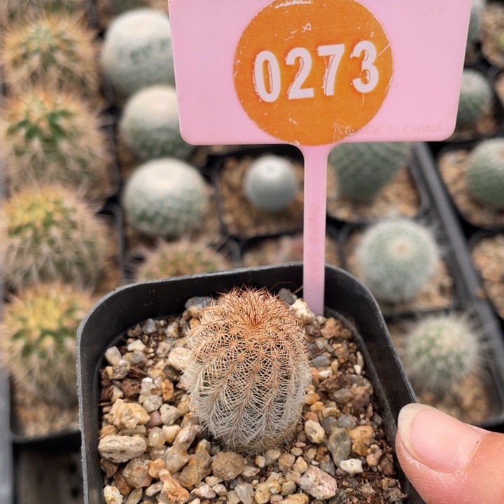 双***星实生虾0273 0000000000000