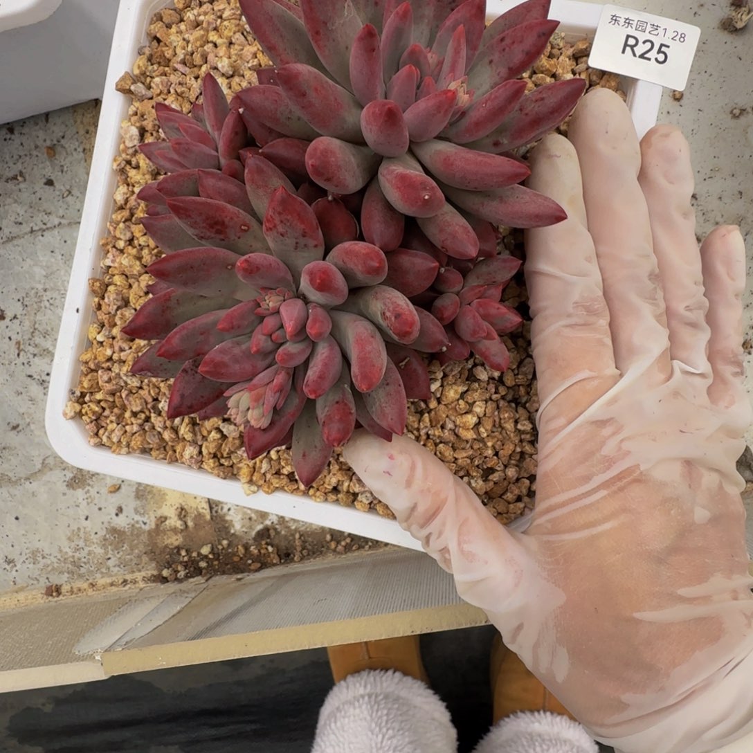 r r r r r r r r 25