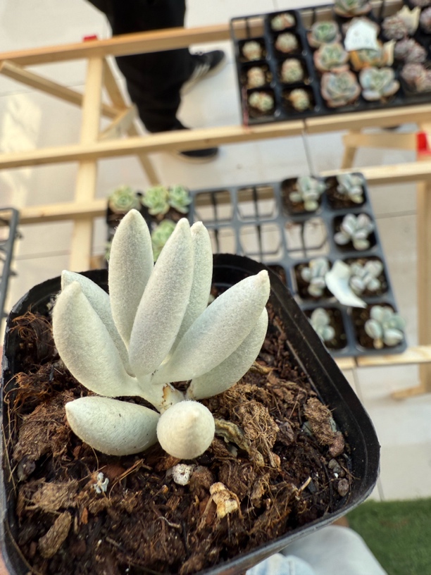 精品银月多肉植物