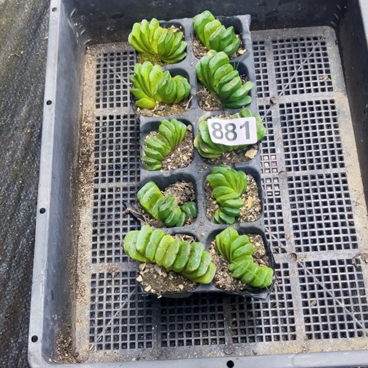 881玉扇10棵一物一图如愿