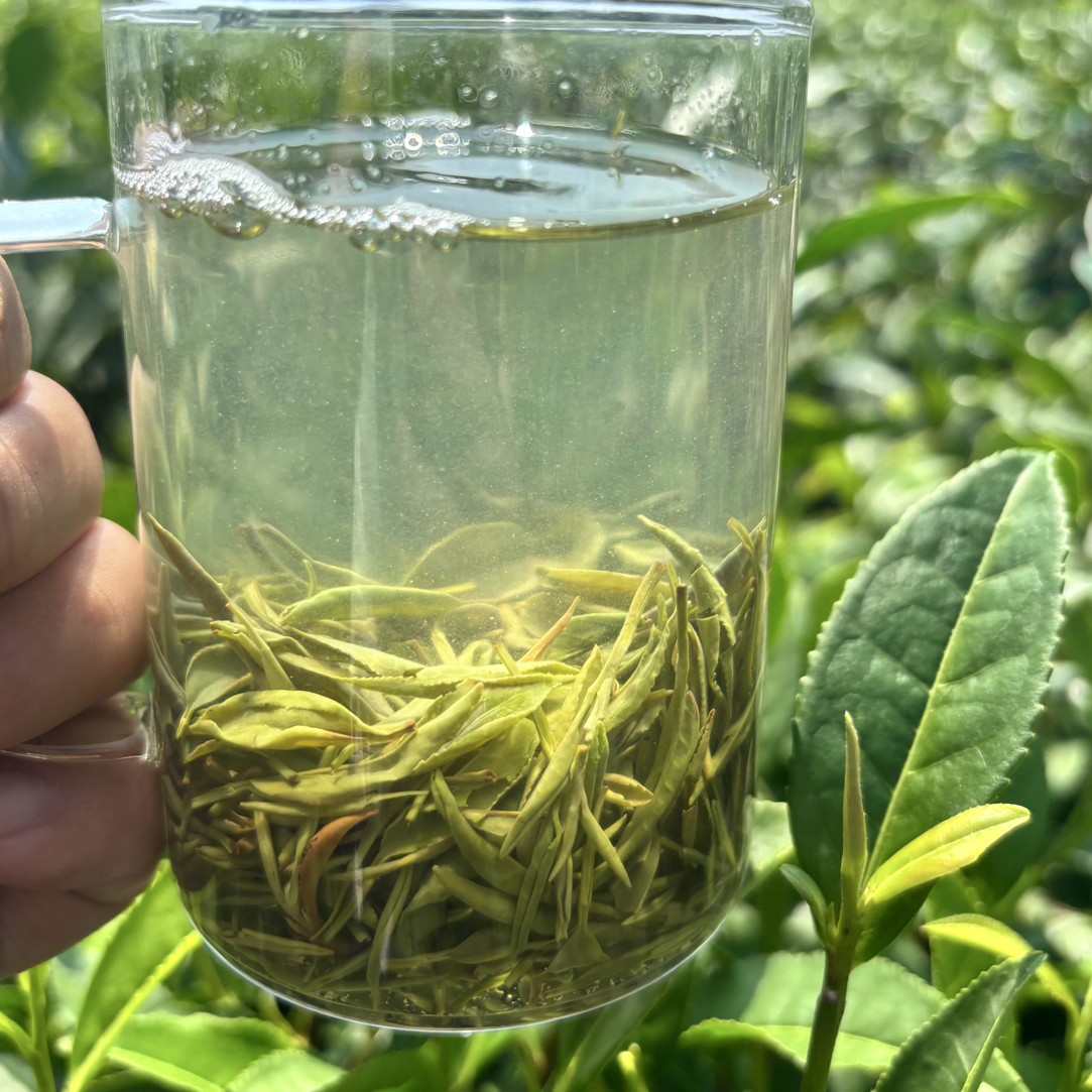 (2025新茶）.信阳毛尖浉河港龙潭村核心产区秋白露一芽一叶
