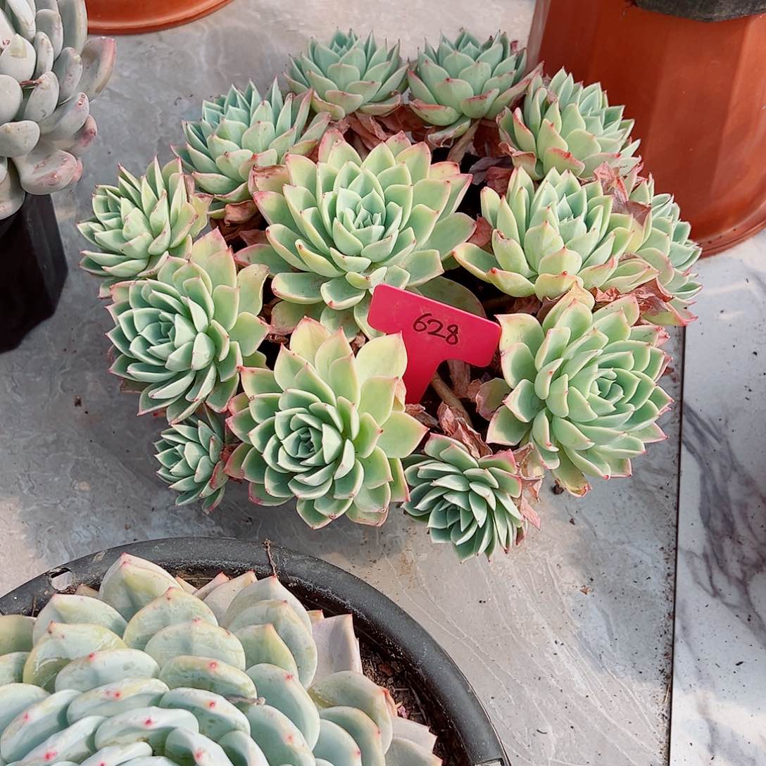 辰*628三色堇多肉植物