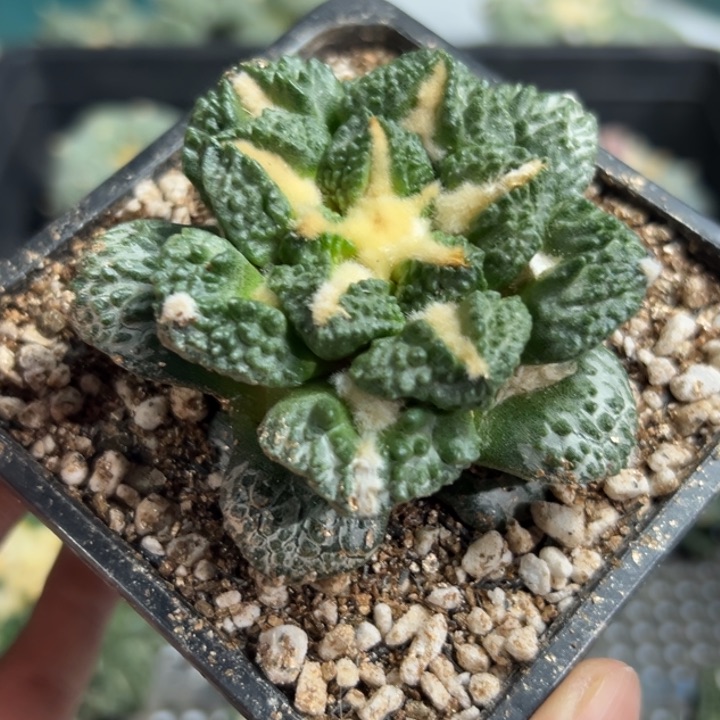 738 带盆土发货zzz