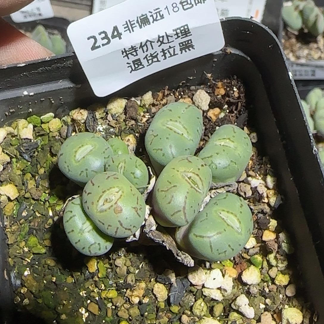 234号，清货，18包邮