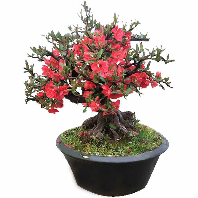 海棠花盆栽海棠树苗花卉绿植盆景海棠树老桩耐寒耐热