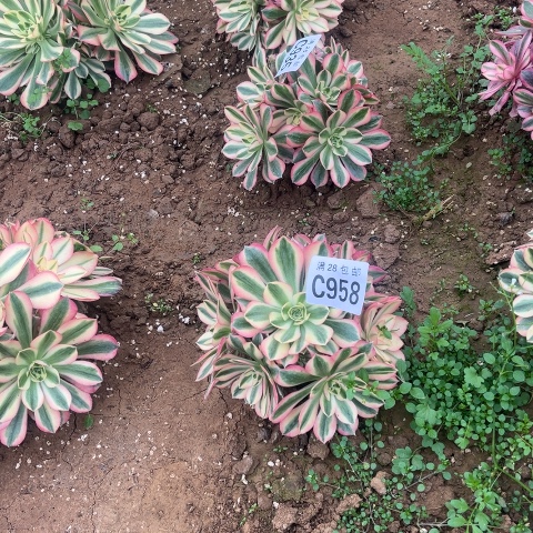 958女巫不包断枝