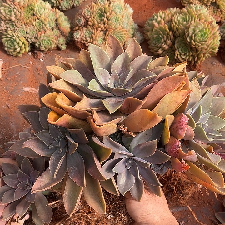 太妃糖10.88多肉植物