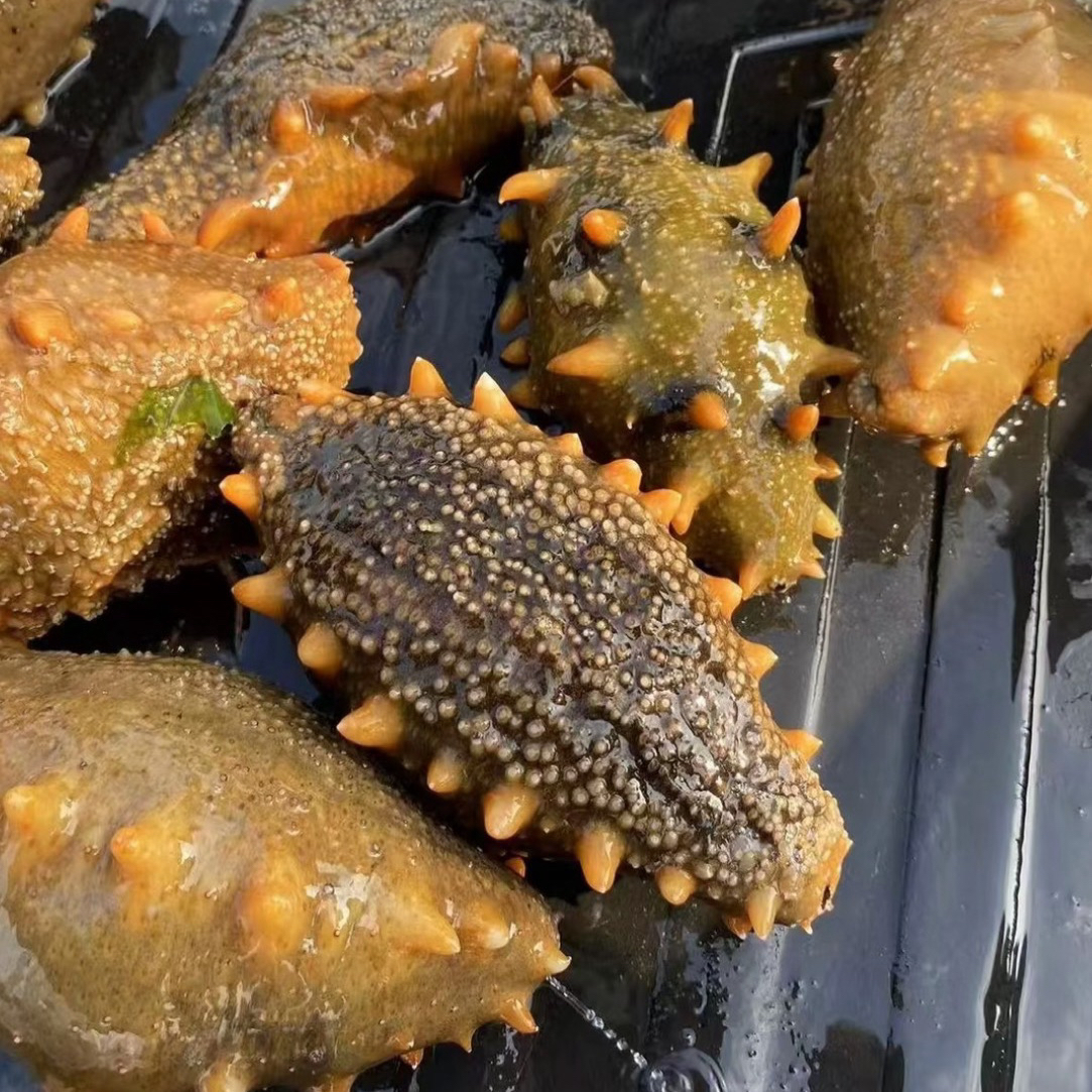 鲜海参买十斤送一斤，零添加，肉质肥厚，口感营养价值高