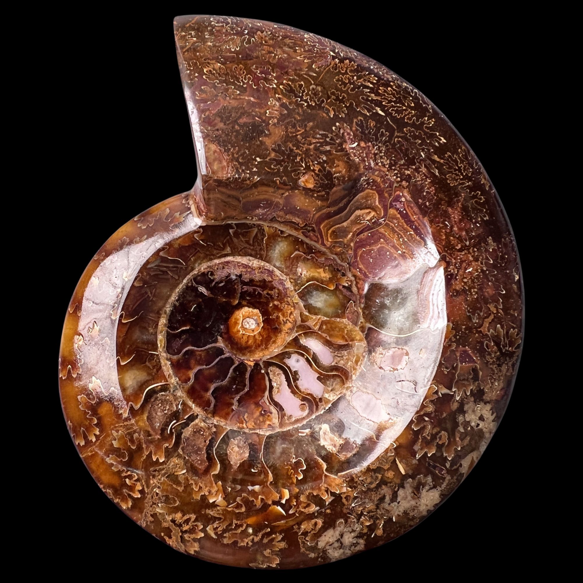 【 叶菊石（ 烟缸 ）】尺寸124.8mm 玉化 马达加斯加YY 古贝壳 H0