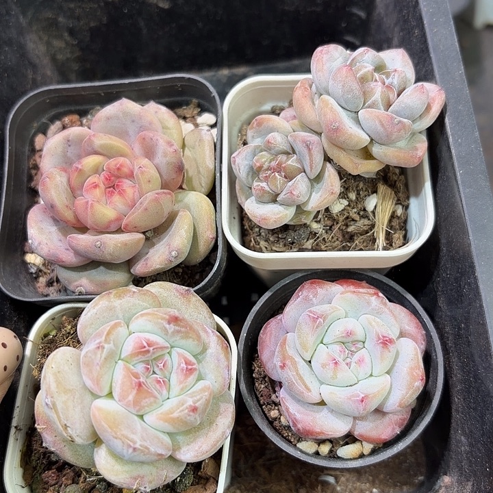 44 号到手1框江北多肉