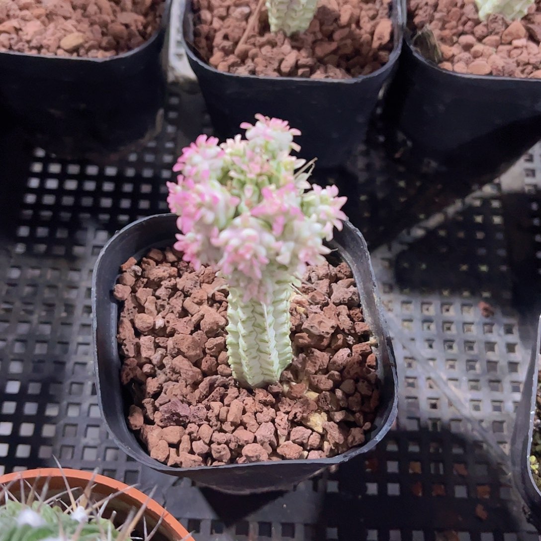 白桦麒麟多肉植物