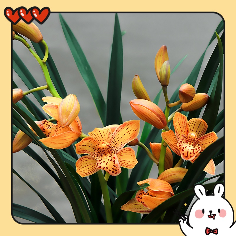 买一送一 东方美人 兰花苗带花苞浓香兰草室内花卉盆栽绿植好养