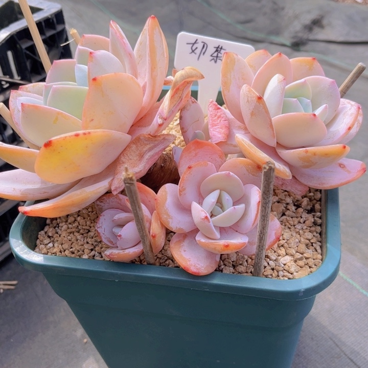 星***茶友家多肉一物一拍