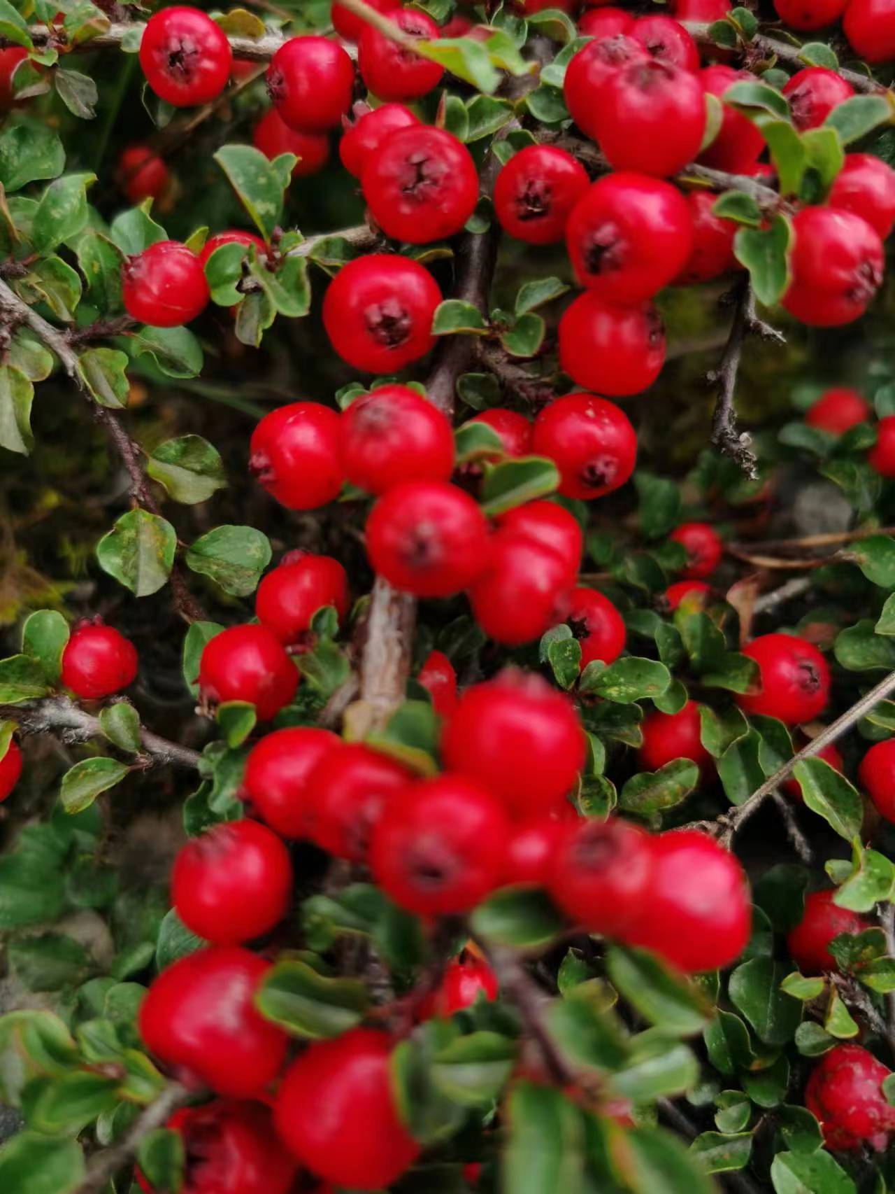 荀子盆栽老桩室内耐寒植物花卉阳台盆景老桩盆景