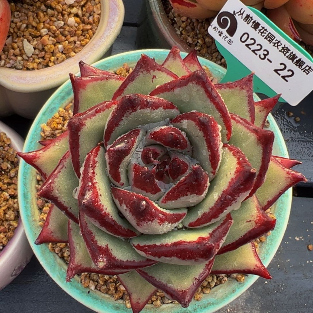 从前慢多肉精选编号0223.22