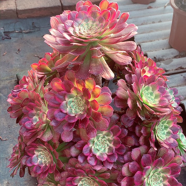 舞天姬捧花啊啊啊啊啊