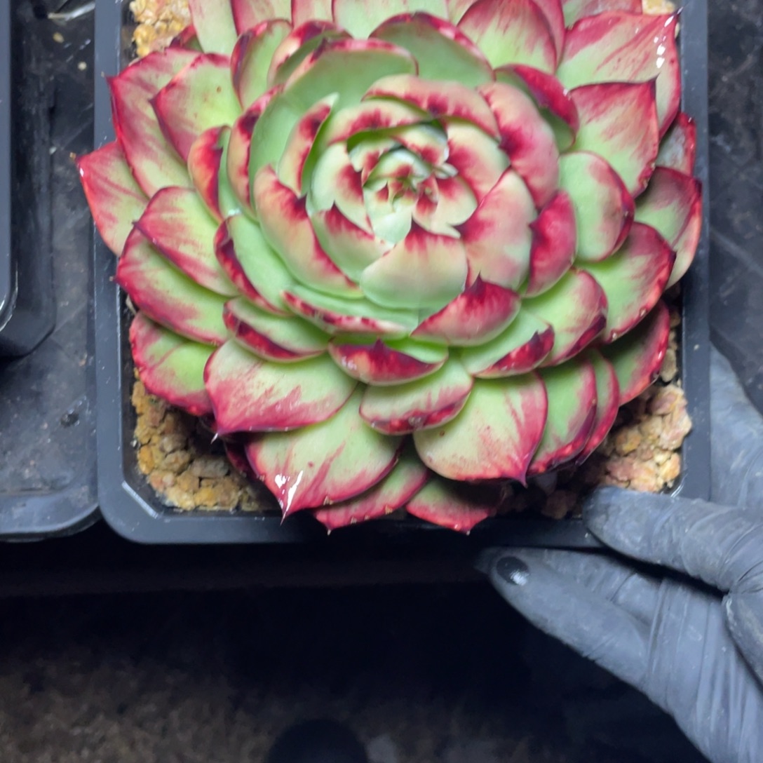 惊鸿仙子一物一拍