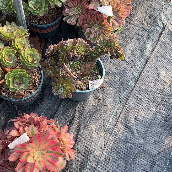 梨***c0426黑金刚缀多肉植物