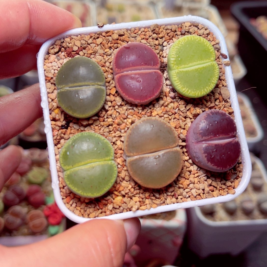 207号带盆盆包邮发货