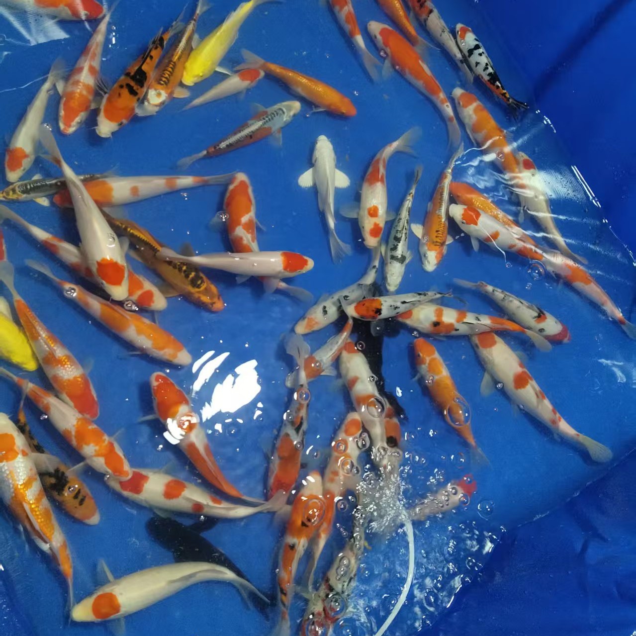 锦鲤观赏鱼红白三色大正孔雀秋翠龙系茶鲤昭和绯写冷水鱼好养耐活
