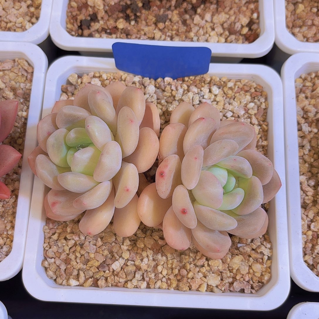 木***植云南金致家精品多肉