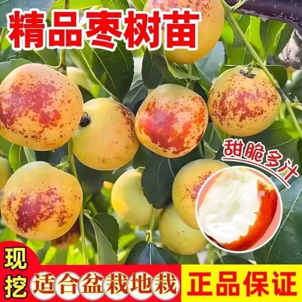 无核冰糖枣树苗当年结果特大枣苗盆栽地载南北方耐寒枣果树苗大全