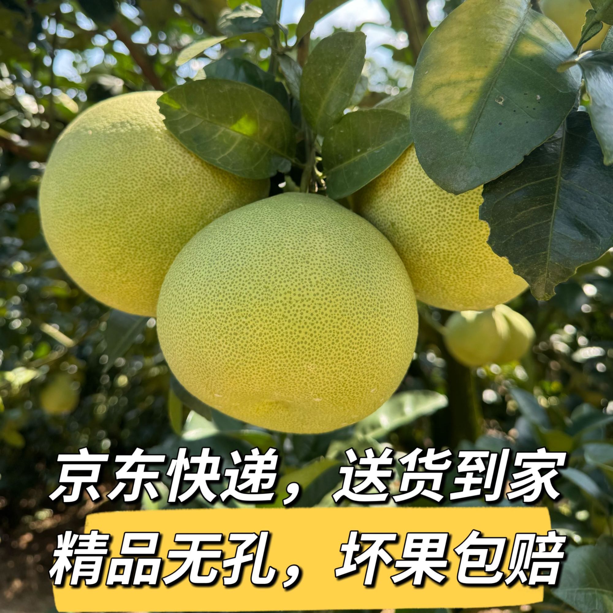 【京东发货】正宗度尾文旦柚新鲜现摘孕妇时令水果酸甜多汁红心柚子