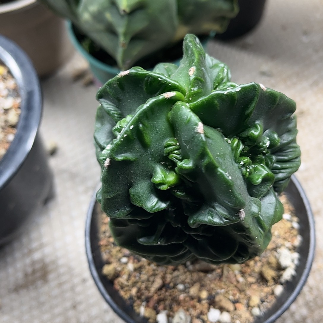 平***安无花朵核桃石生跟一颗