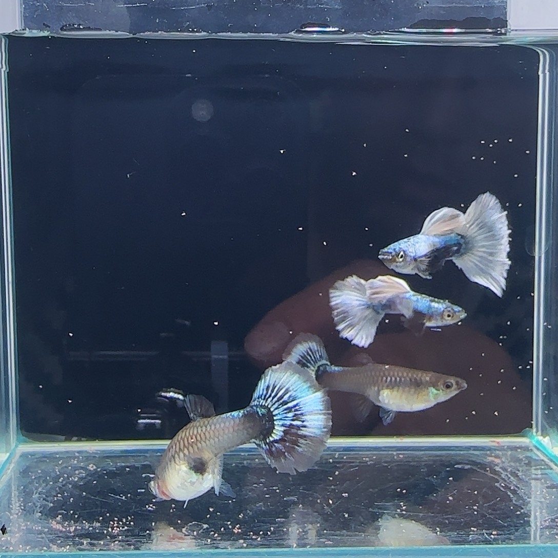 孔雀鱼白月光2对11