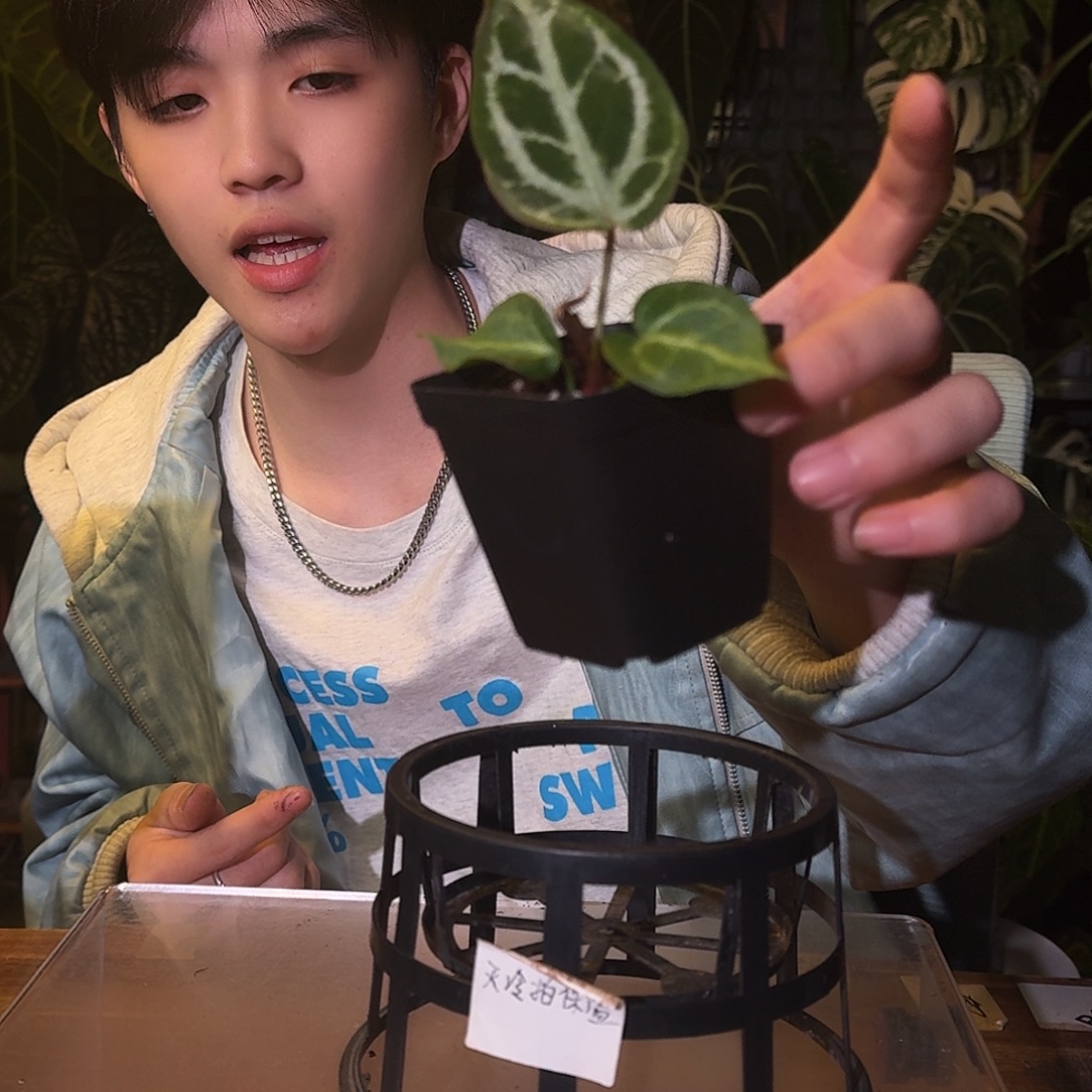 不开花植物M160粉蜜桃侧芽