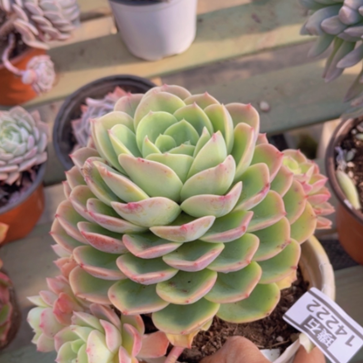 【闪购商品】哈密瓜14222