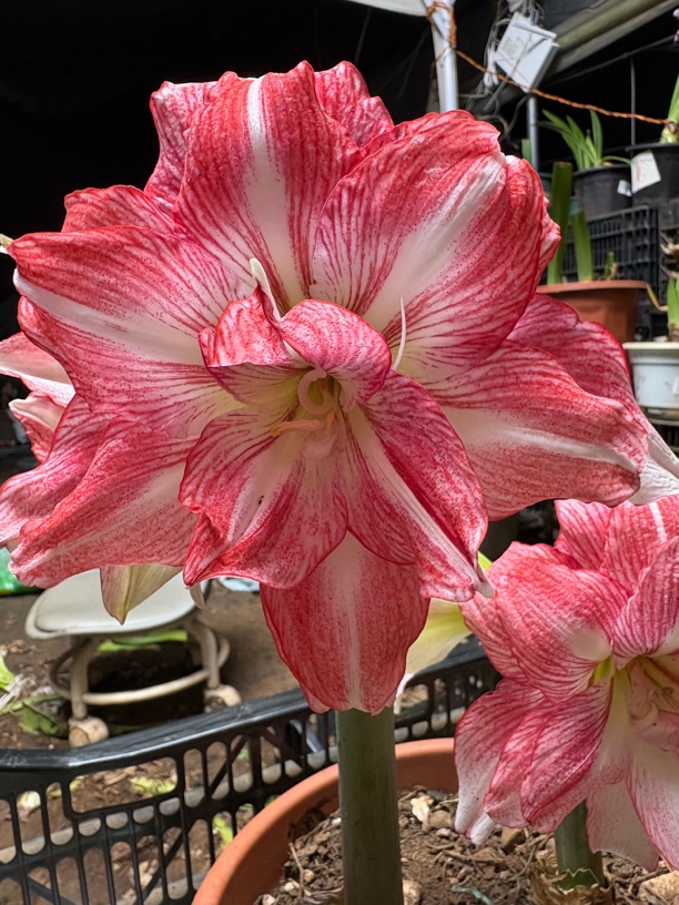 坨坨朱顶红【日出】重瓣大花，基地自然球，皮实好养皇后师傅