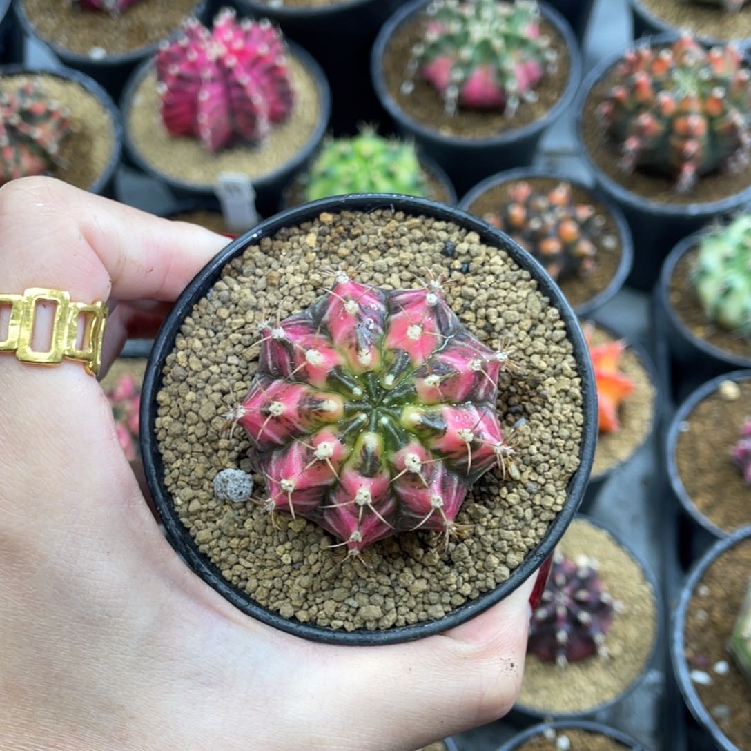 猫眼乌贼000000009