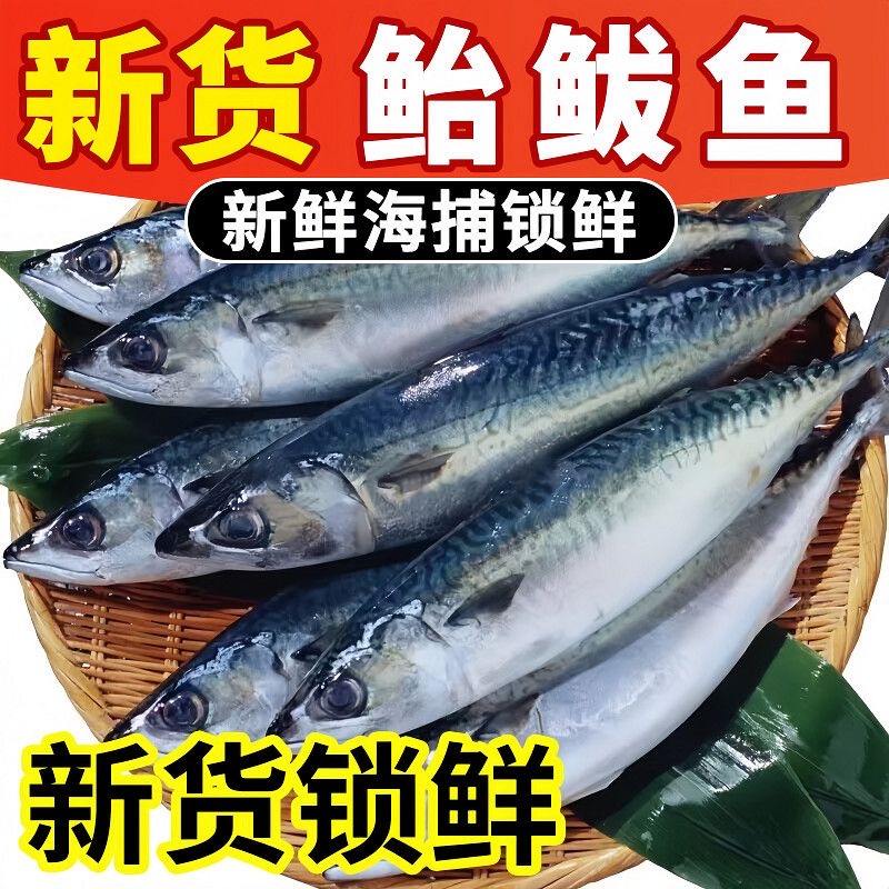  【净重6斤】大号野生鲐鲅鱼 /青占鱼 刺少肉嫩 当天捕捞当天发 