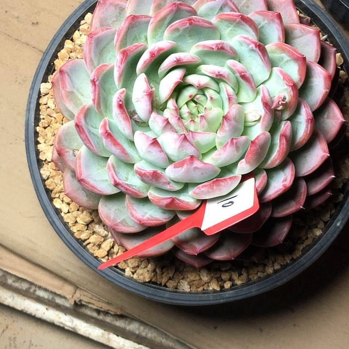 难*悦10///////////////////