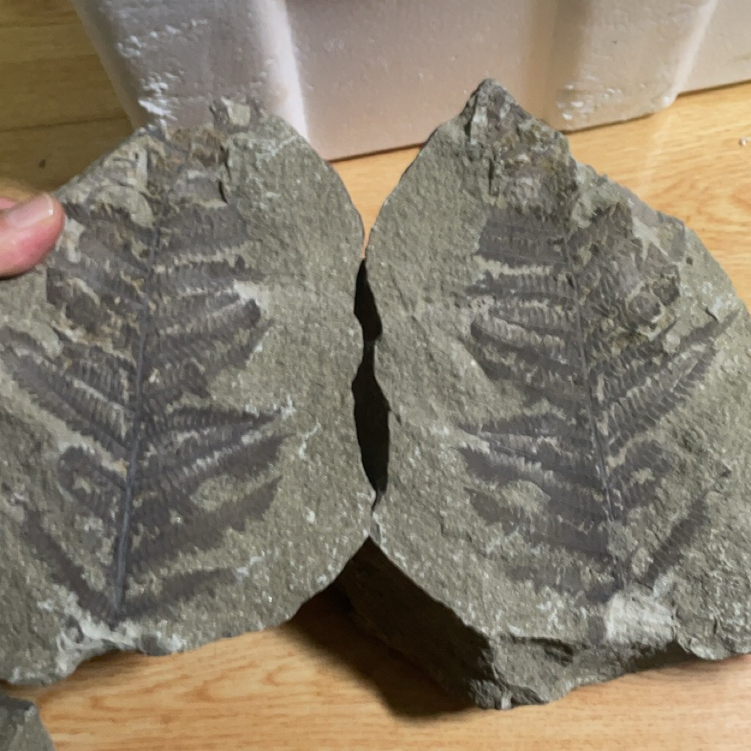 辽西植物化石家居摆件