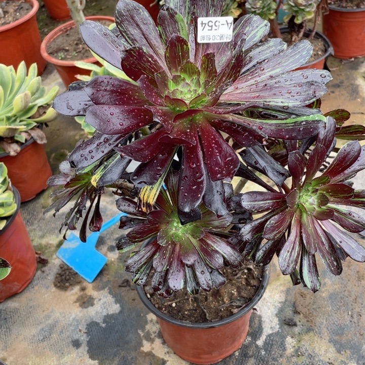 554墨拉丝多肉12345678多肉