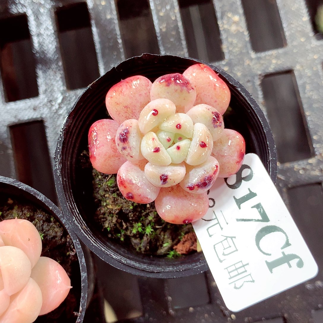 5厘米盆精控多肉817