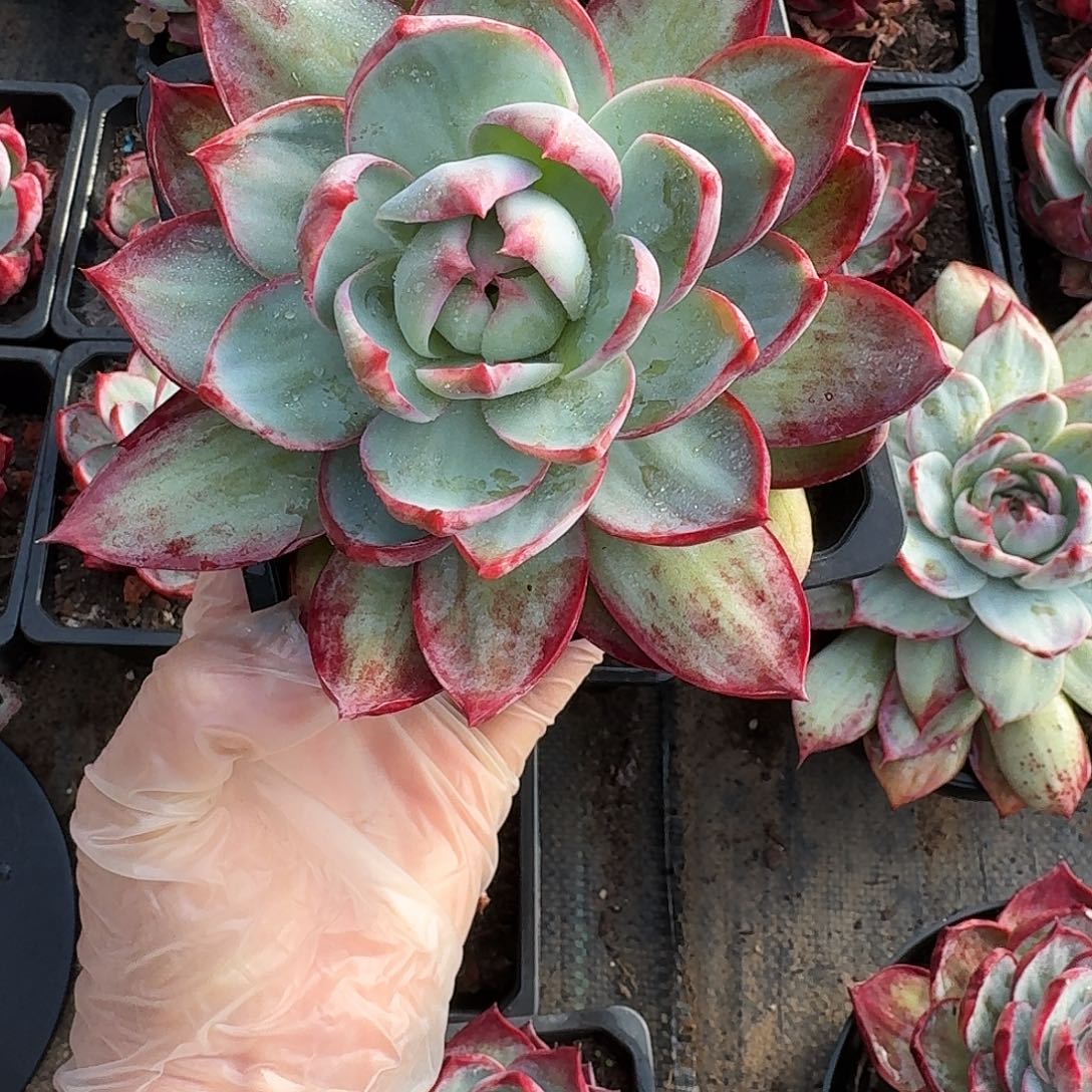 惊鸿惊鸿惊鸿拉丝 10 公分 1 颗