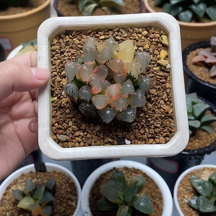 9  灵犀玉露十二卷多肉