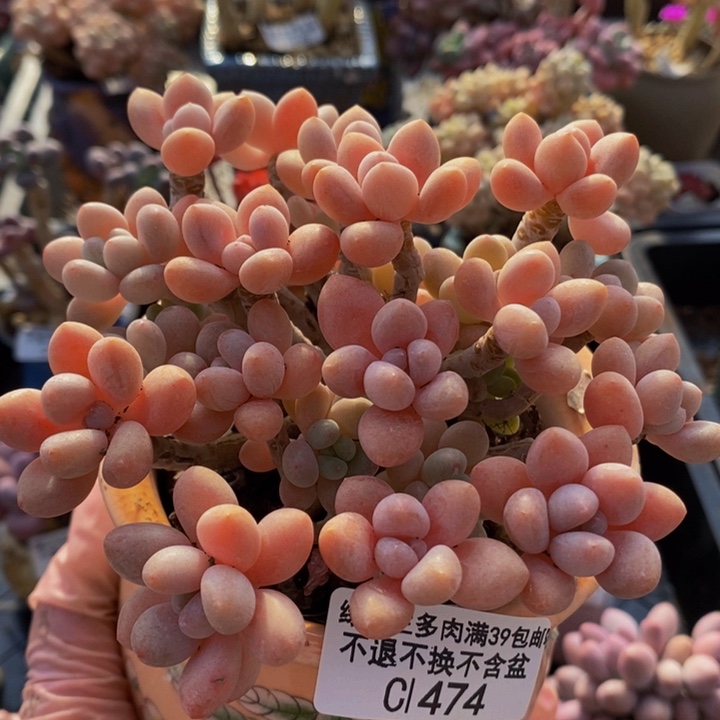 鱼子酱老桩11cm474多肉植物