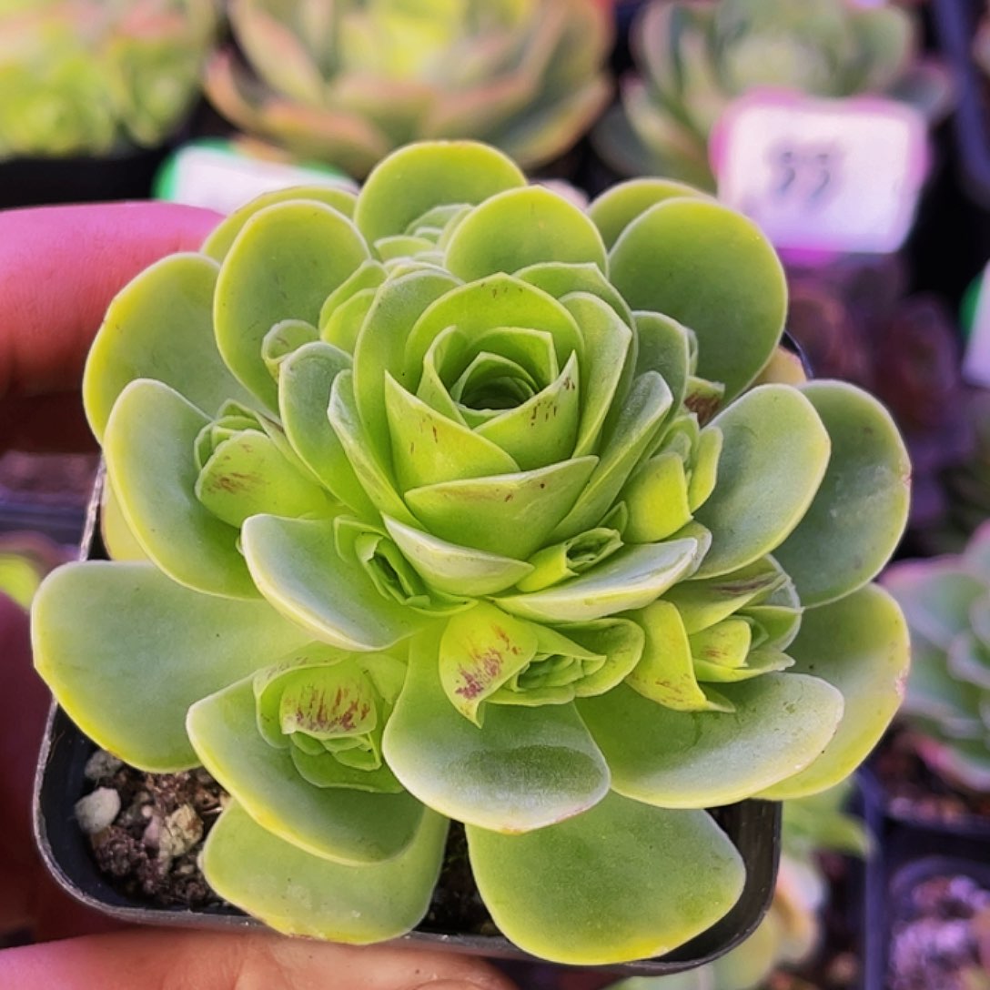 拉丝泡泡 非偏远包邮 多肉