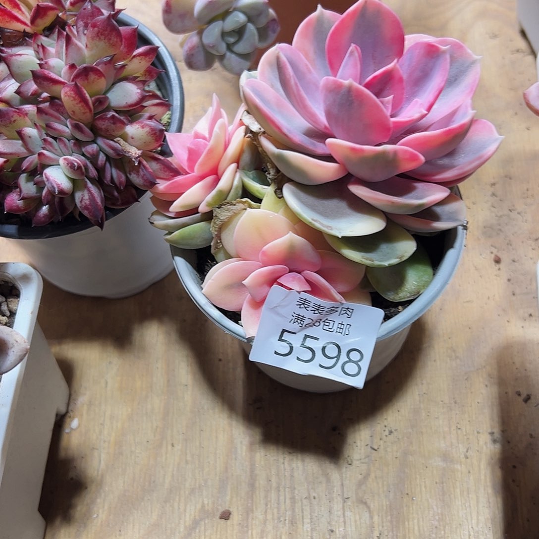 9号兰*姐我们的确是一5598