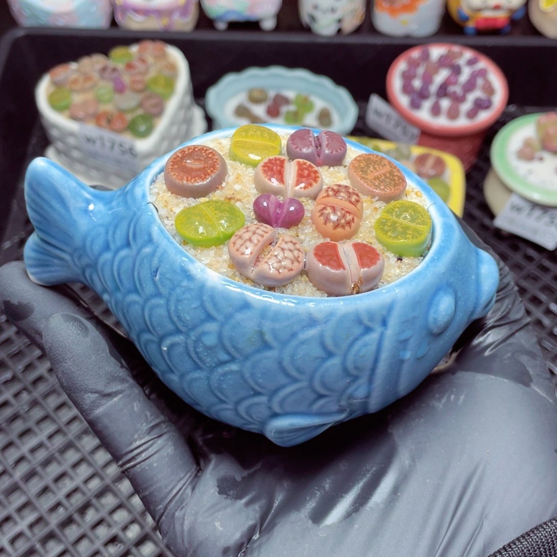 w1761--带盆土发货，零下地区拍保温箱